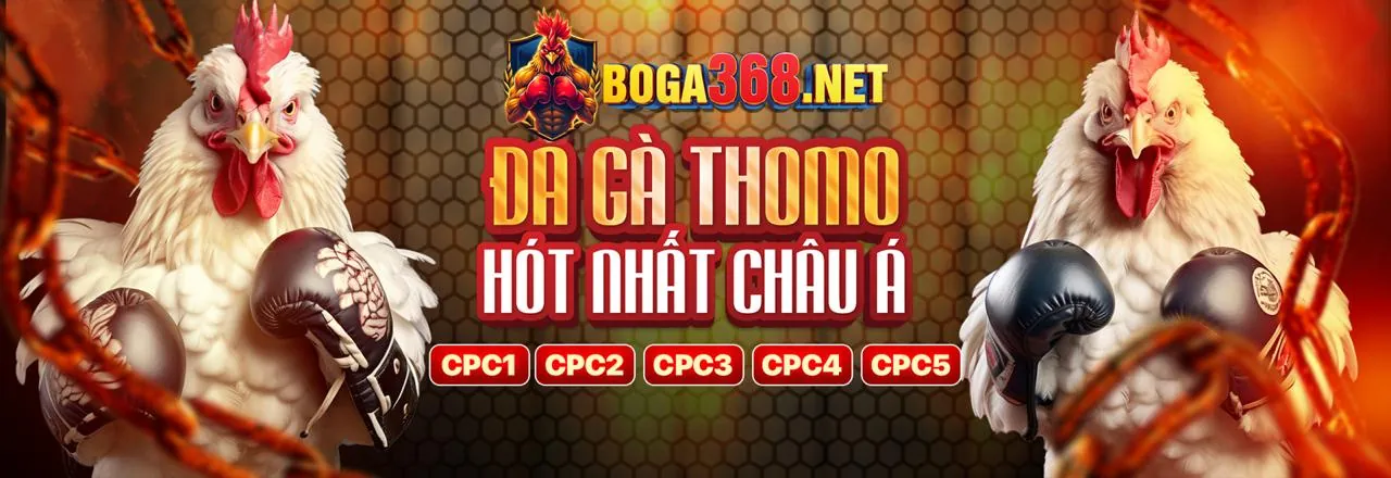 Gà chọi đang thi đấu tại ww 88